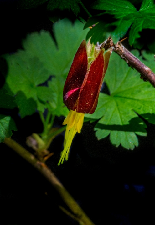 Ribes marshallii, Marshall's Goosberry.jpg